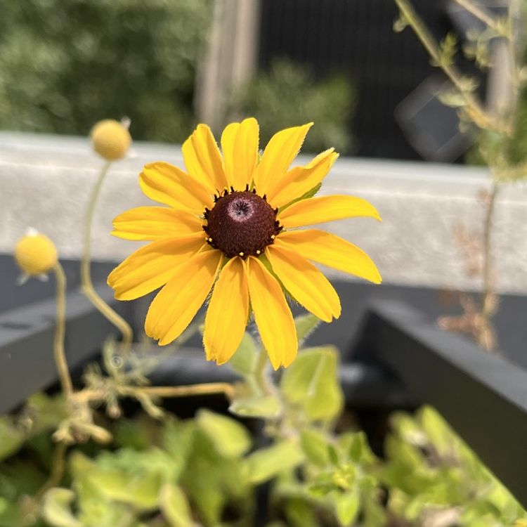 photo of black-eyed susan flower with yellow petals and brown centre